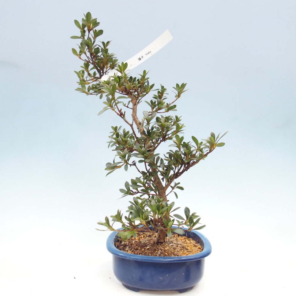 Venkovní bonsai - Japonská azalka - Azalea Yoko
