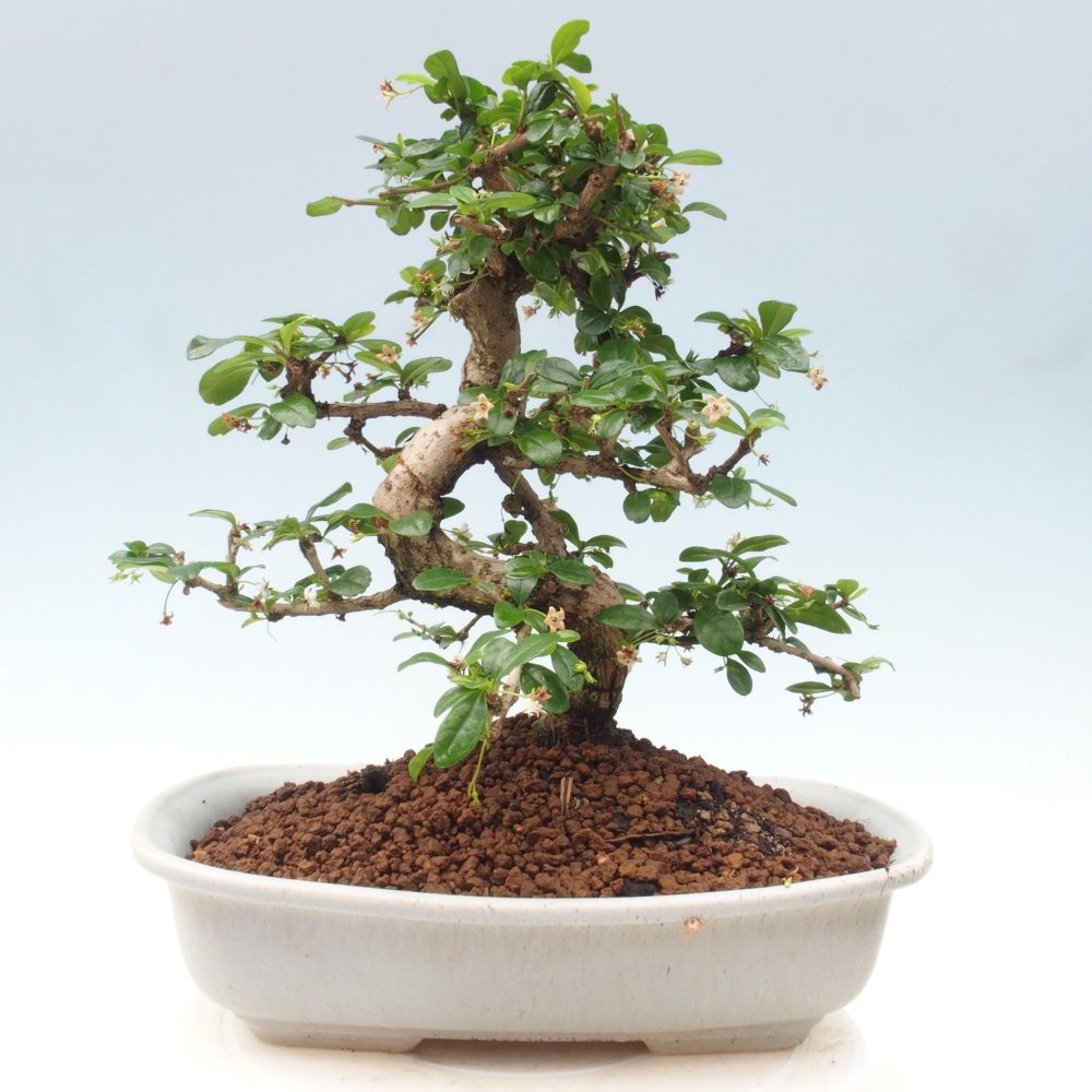 Pokojová bonsai - Carmona macrophylla - Čaj fuki
