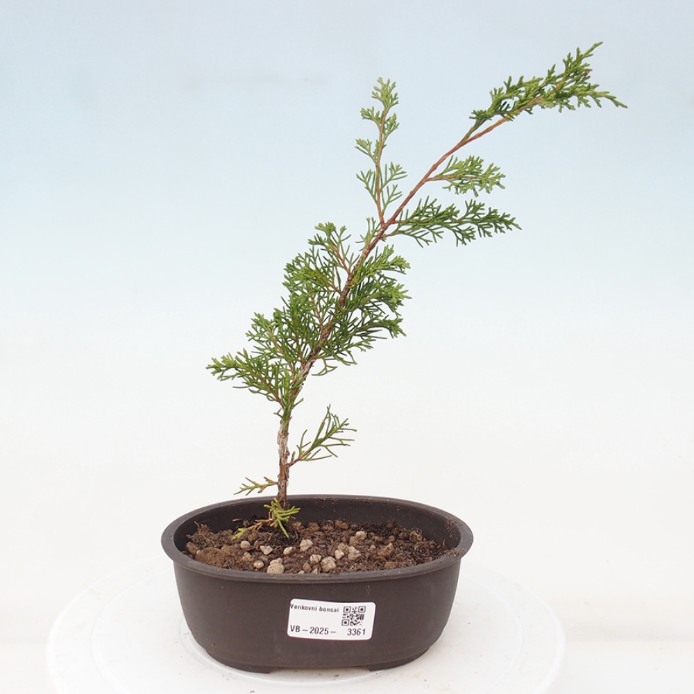 Venkovní bonsai - Juniperus chinensis Itoigawa -Jalovec čínský