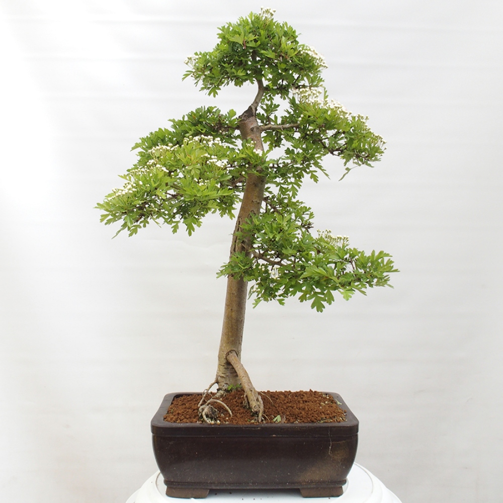 Venkovní bonsai - Hloh - Crataegus monogyna