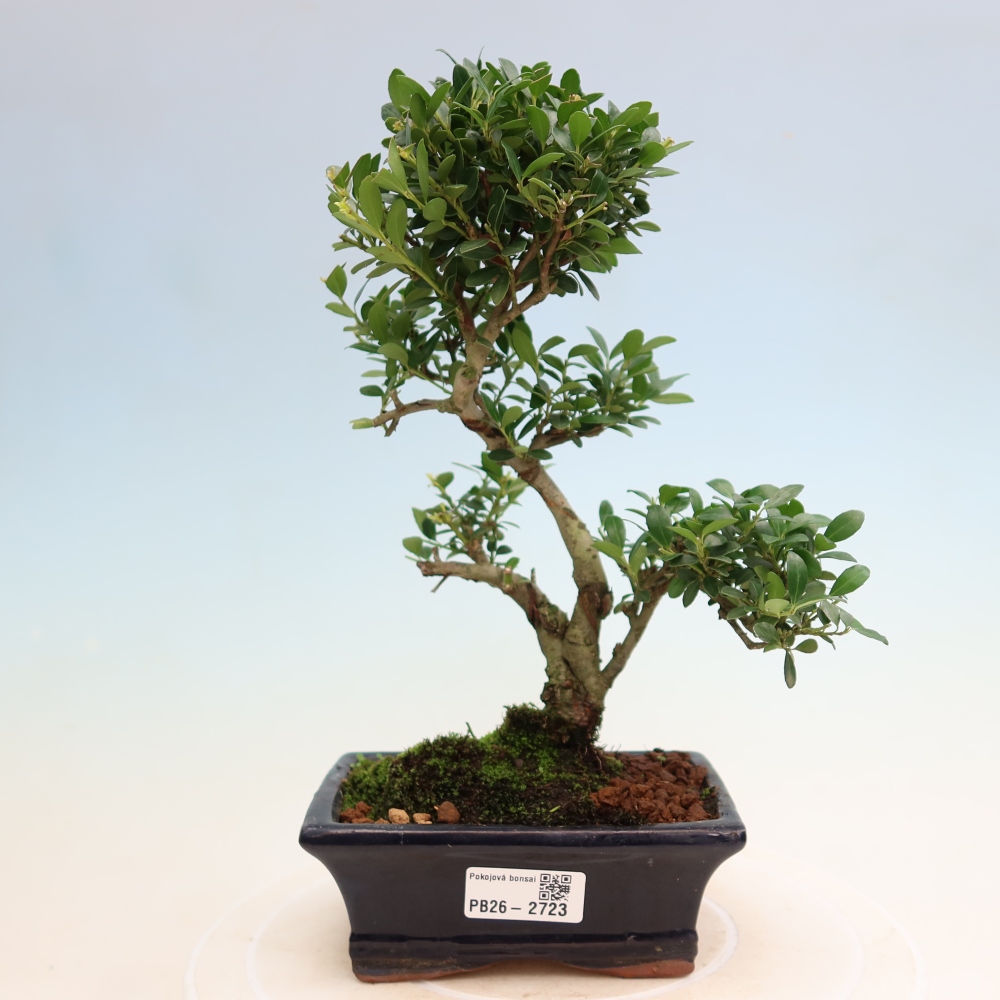 Pokojová bonsai - Ilex crenata - Cesmína