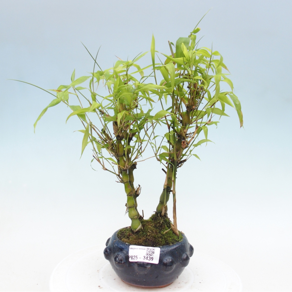 Pokojová bonsai - Bambus budha-Bambus budhovo břicho