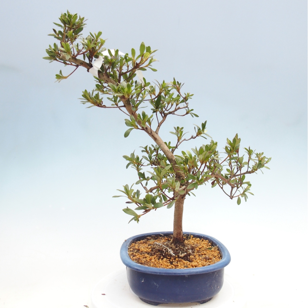 Venkovní bonsai - Japonská azalka - Azalea Senhime