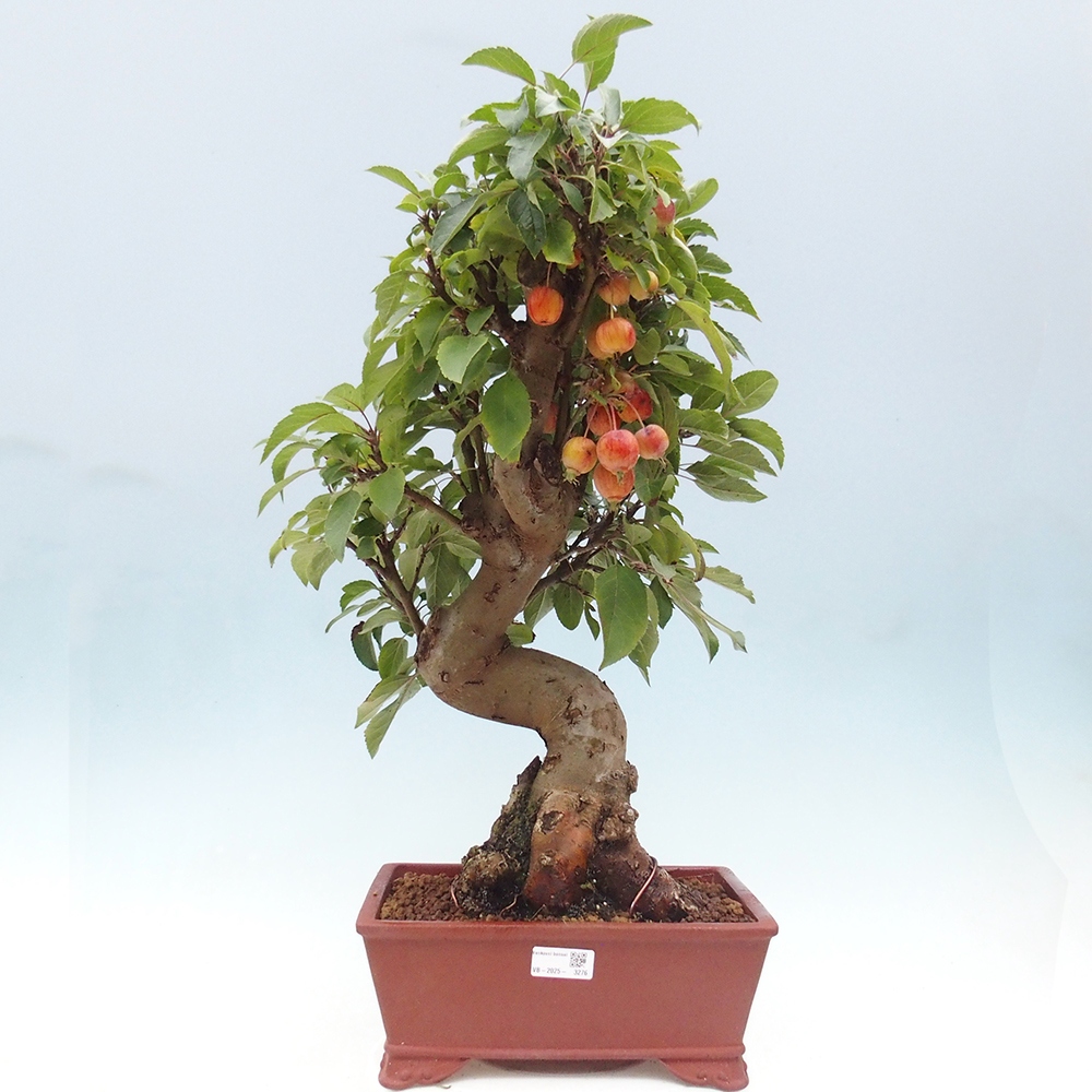 Venkovní bonsai -Malus halliana - Maloplodá jabloň