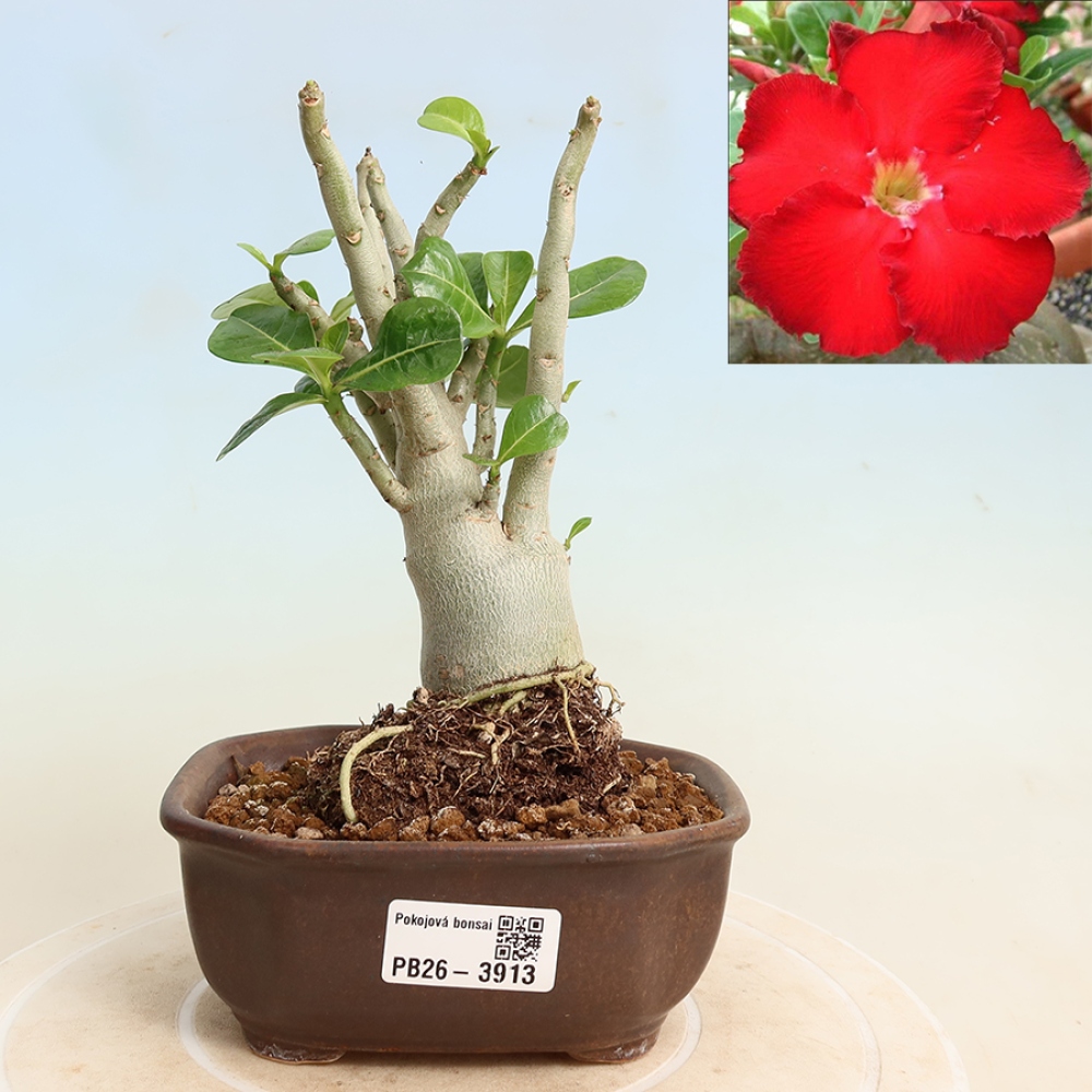 Pokojová bonsai - Adenium obesum Red Star - Pouštní růže