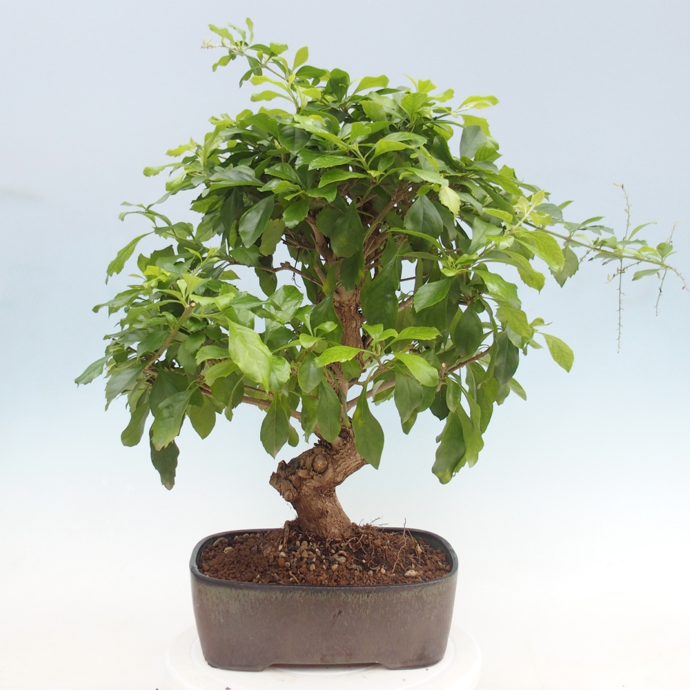 Pokojová bonsai - Duranta  repens -Duranta