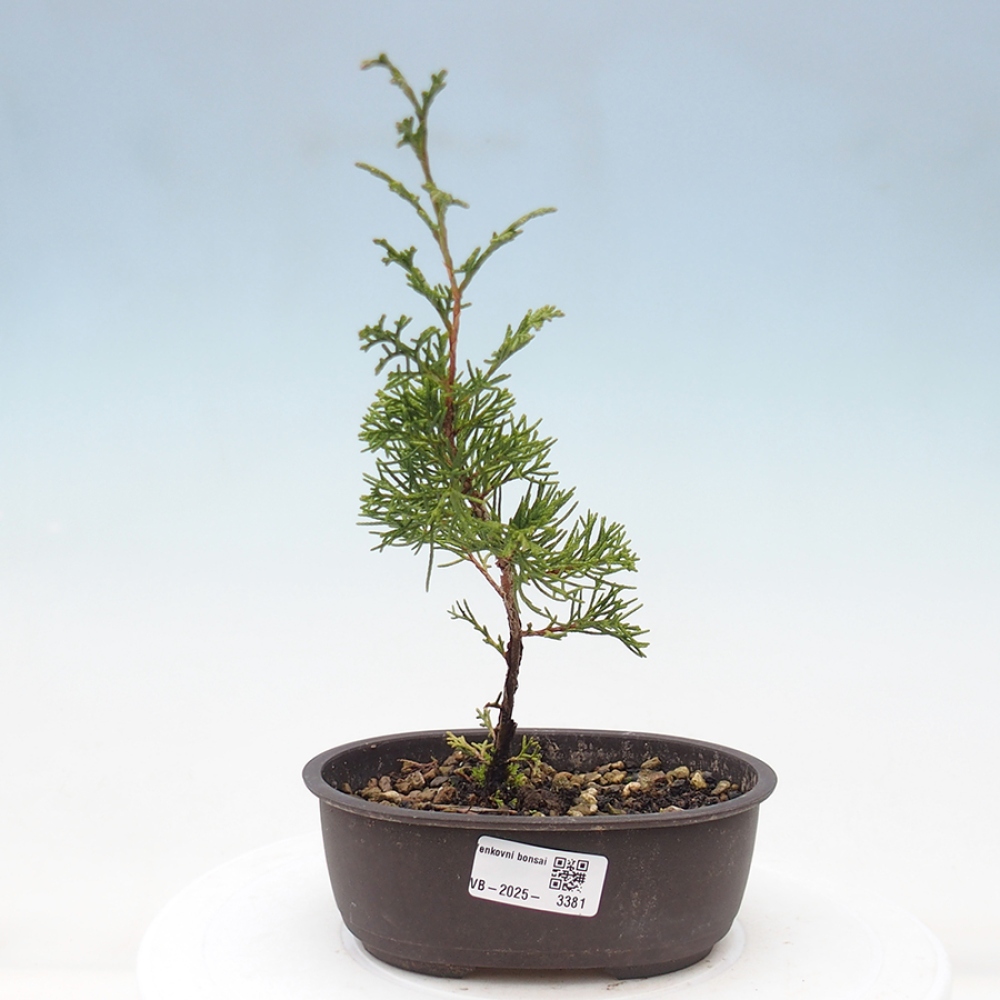 Venkovní bonsai - Juniperus chinensis Itoigawa -Jalovec čínský