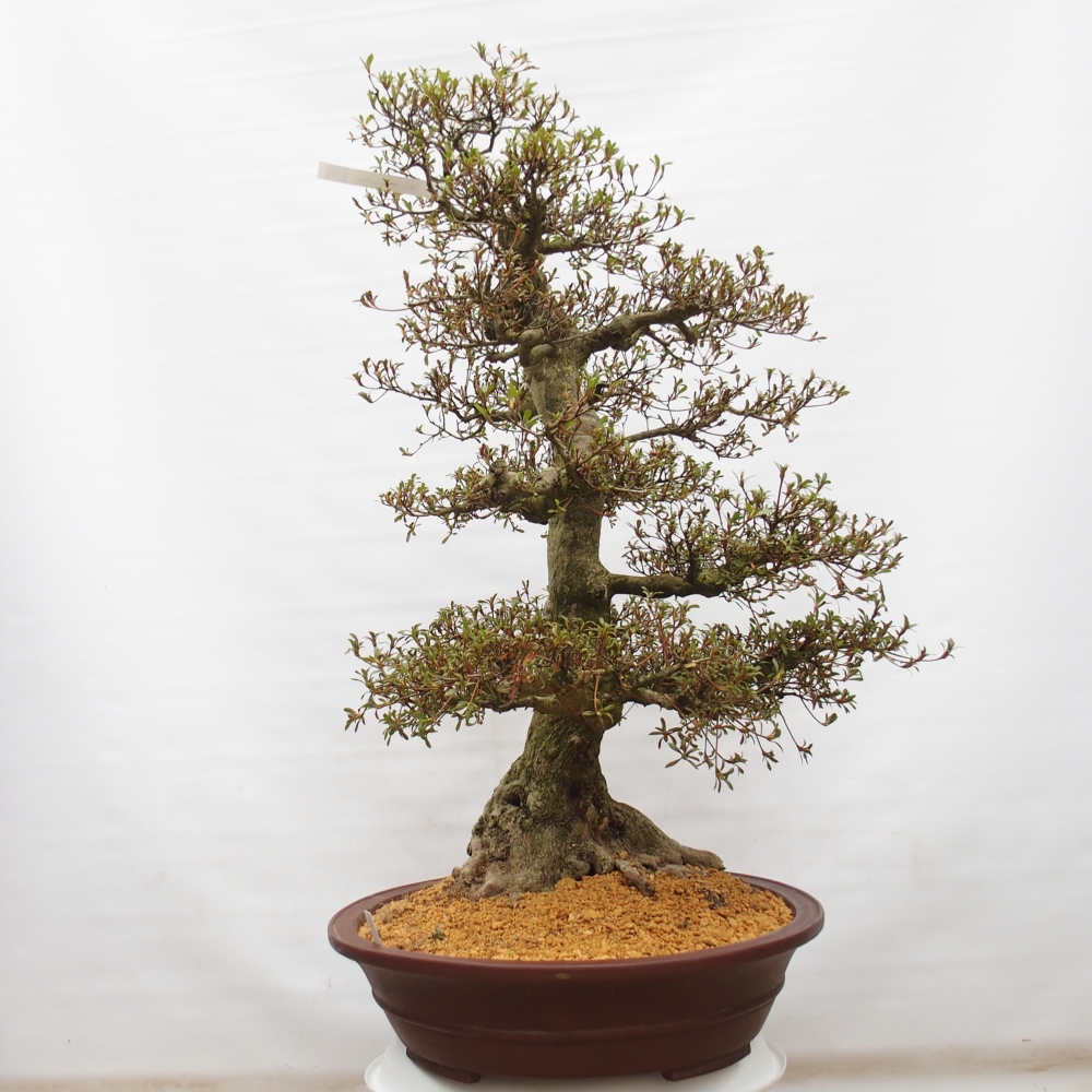 Venkovní bonsai - Japonská azalka - Azalea Kinu-no-Hikari