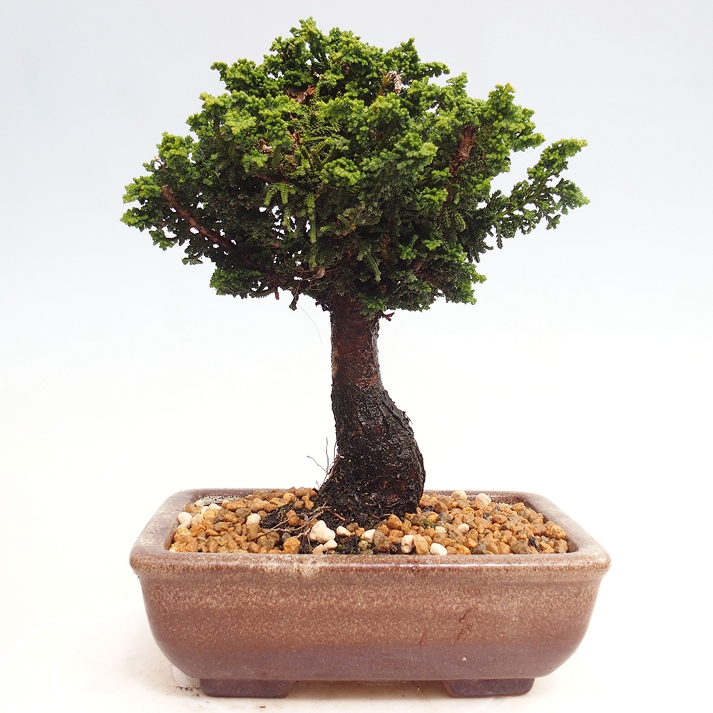 Venkovní bonsai - Cham. obtusa SEKKA HINOKI - Cypřišek