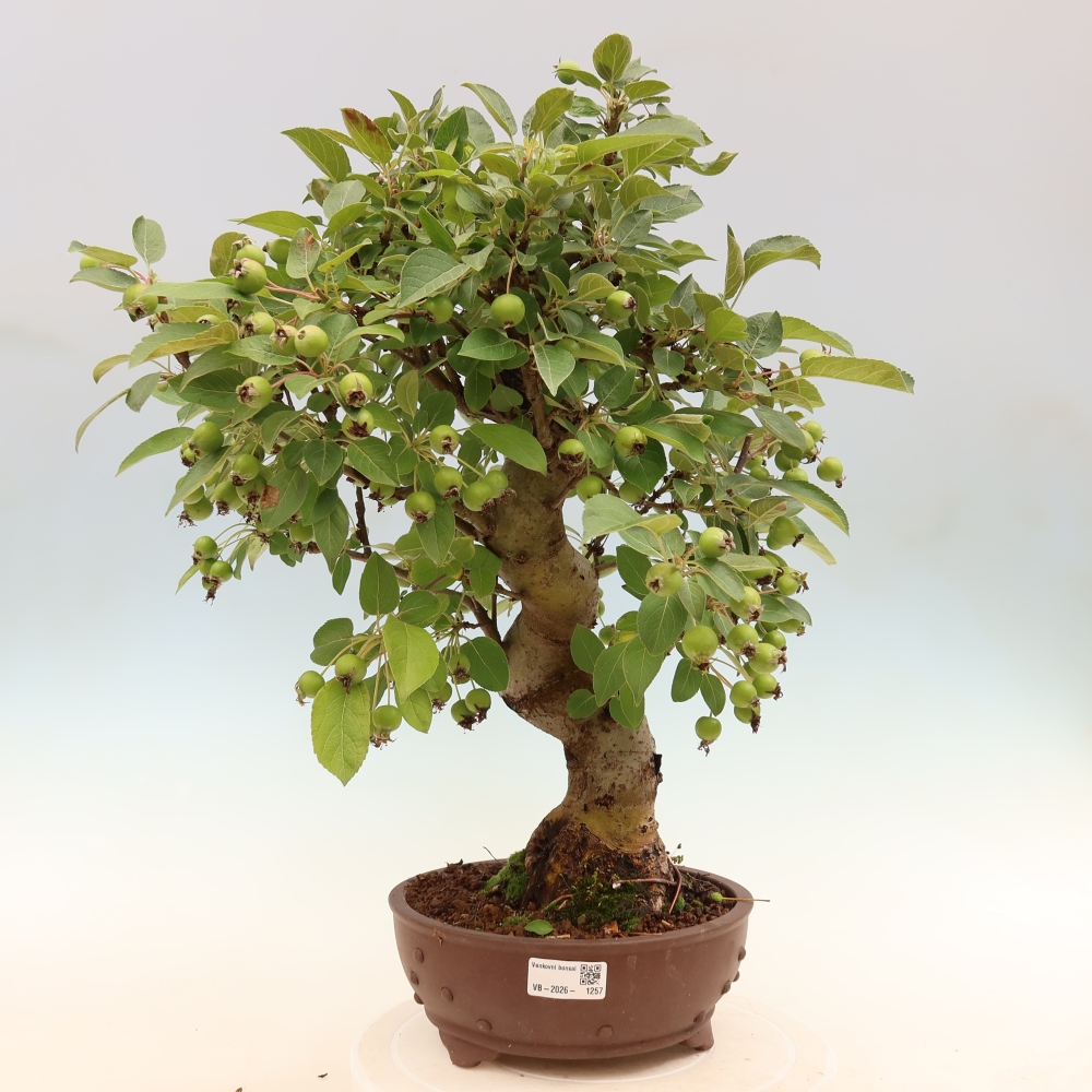 Venkovní bonsai -Malus halliana - Maloplodá jabloň