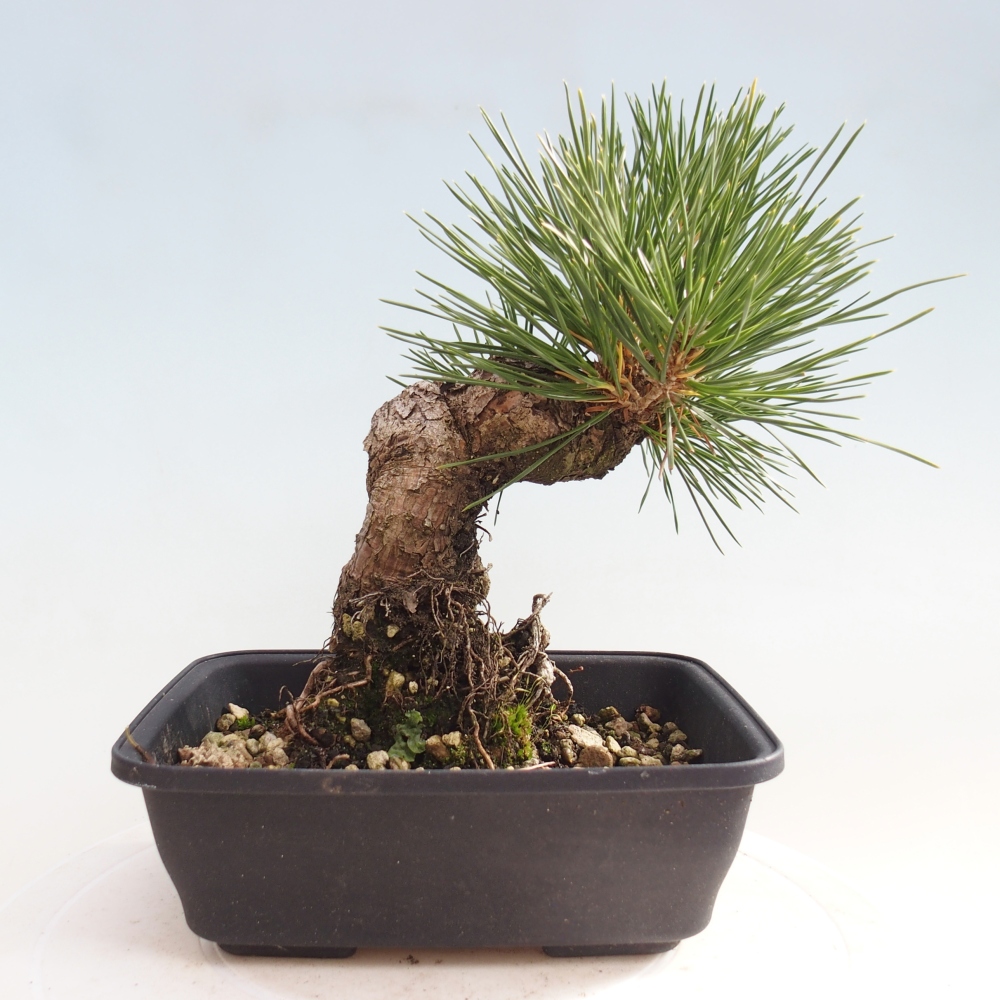 Venkovní bonsai - Pinus thunbergii - Borovice thunbergova