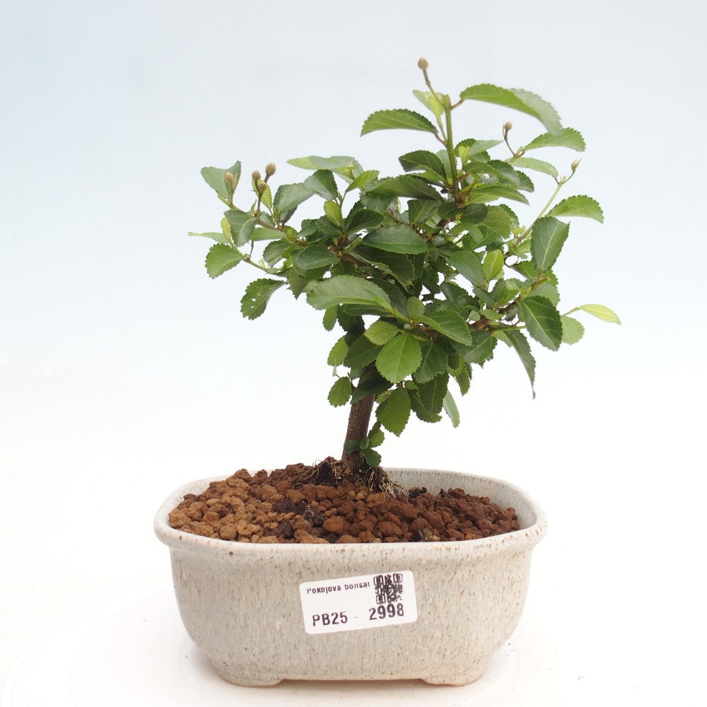 Pokojová bonsai - Grewia occidentalis - Hvězdice levandulová
