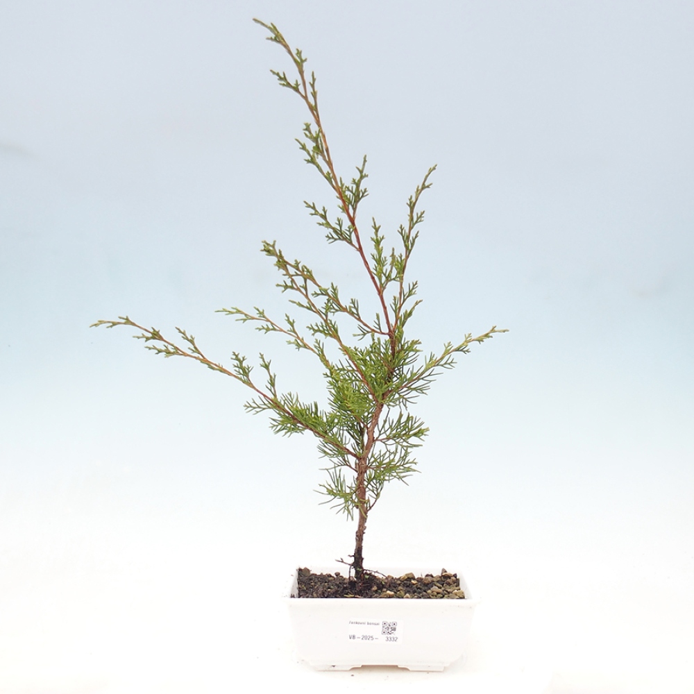 Venkovní bonsai - Juniperus chinensis Itoigawa -Jalovec čínský