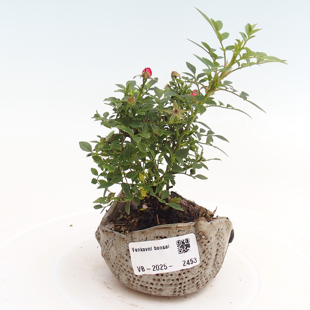 Venkovní bonsai - Rosa Cutie Pie - Růže 