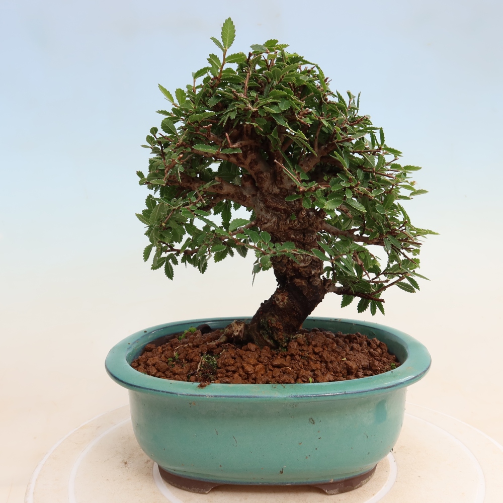 Venkovní bonsai - Zelkova - Zelkova NIRE