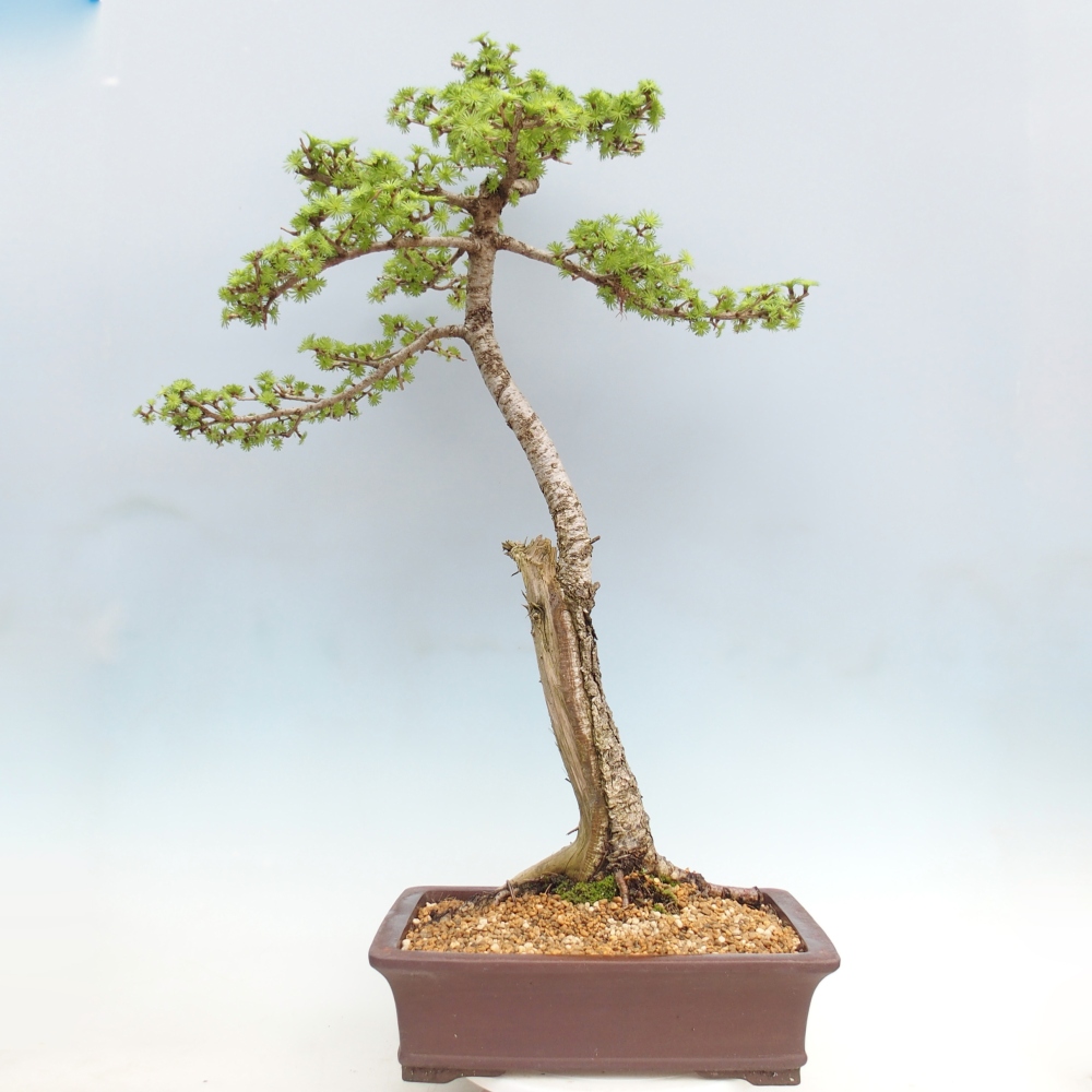 Venkovní bonsai -Larix decidua - Modřín opadavý - Pouze paletová přeprava