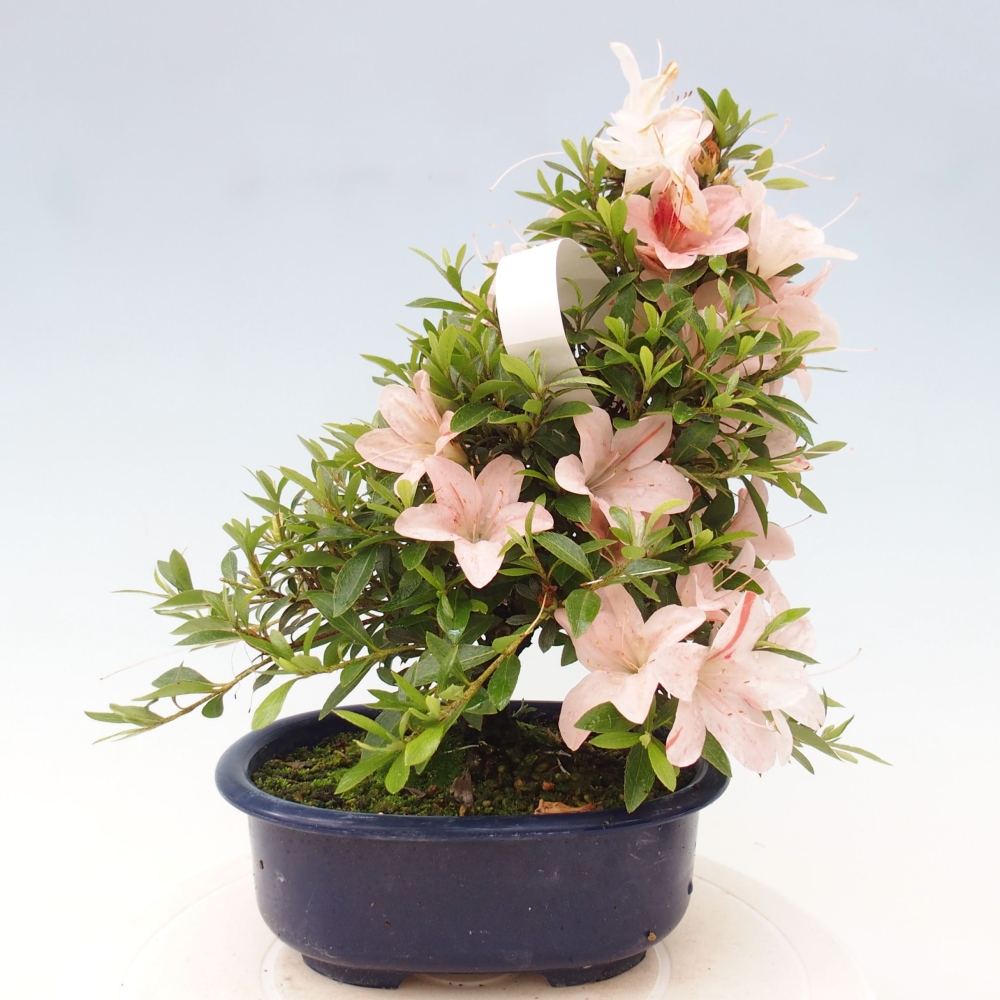Venkovní bonsai - Japonská azalka - Azalea Nikko