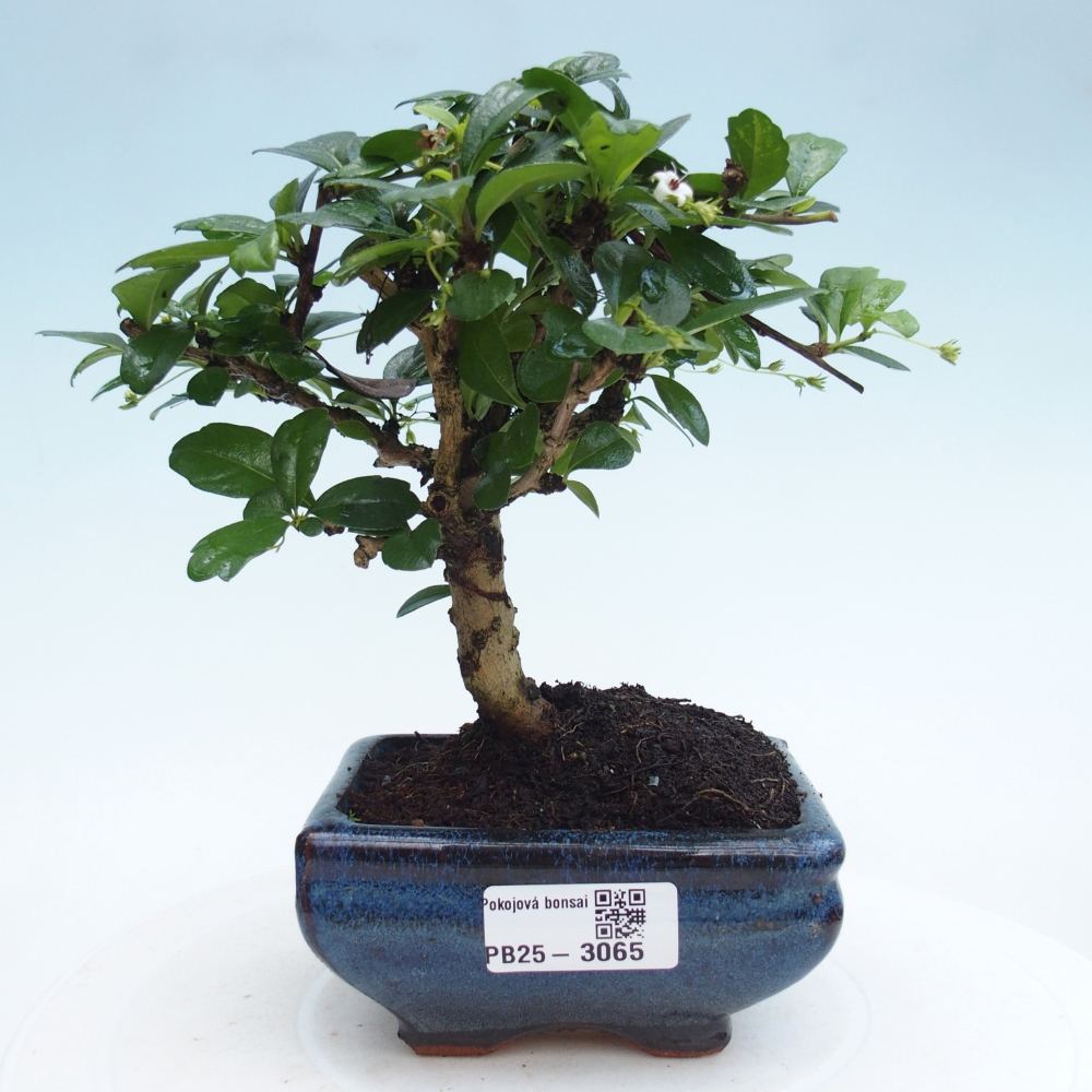 Pokojová bonsai - Carmona macrophylla - Čaj fuki