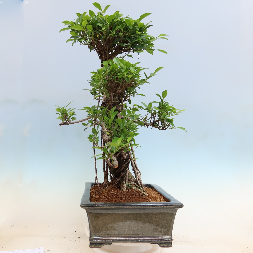 Pokojová bonsai - Ficus kimmen -  malolistý fíkus