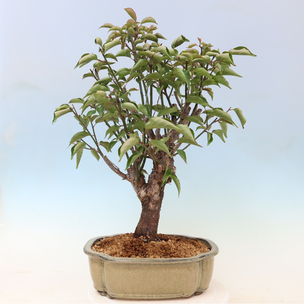 Venkovní bonsai -Japonská meruňka - Prunus Mume