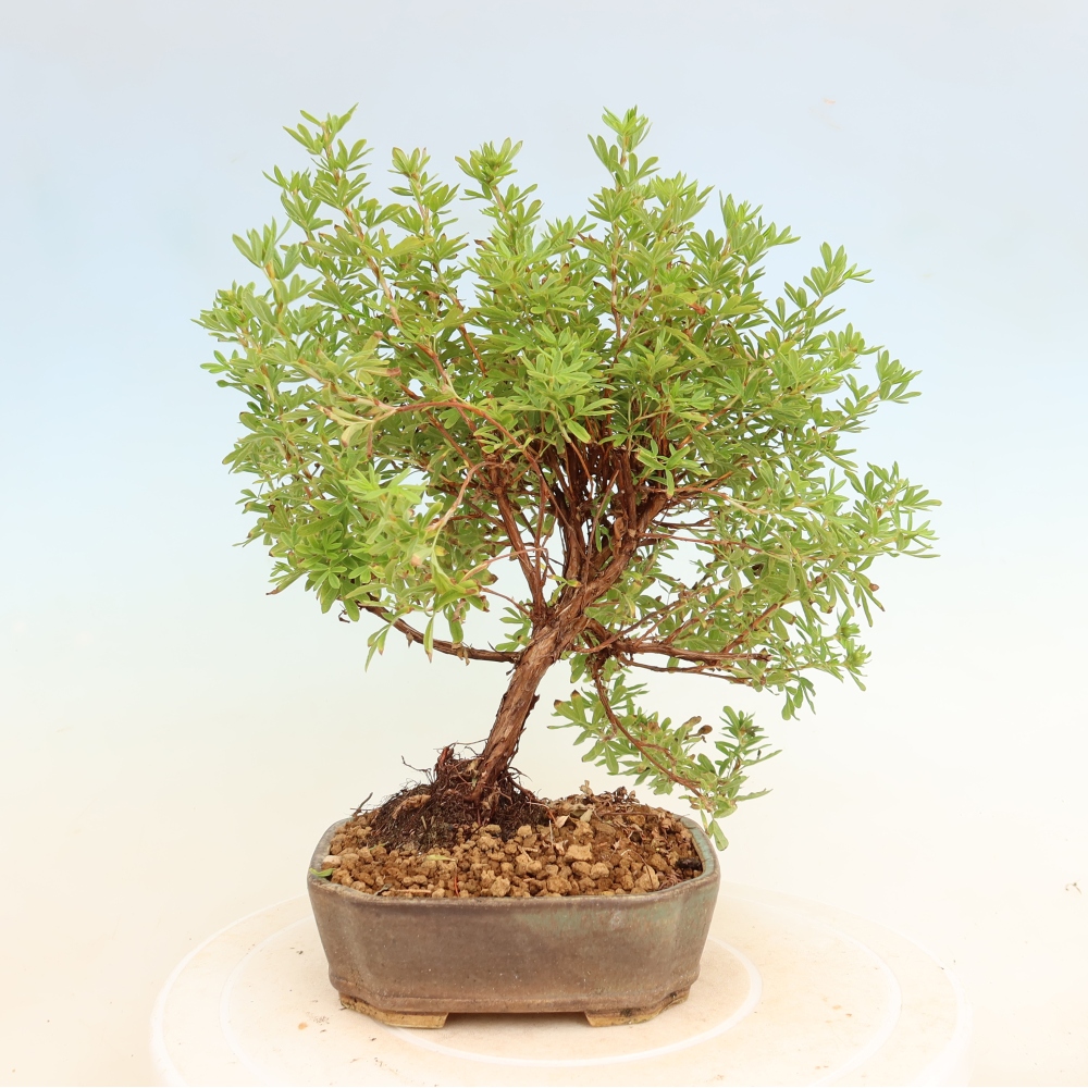 Venkovní bonsai-Mochna křovitá - Potentila fruticosa Bellissima