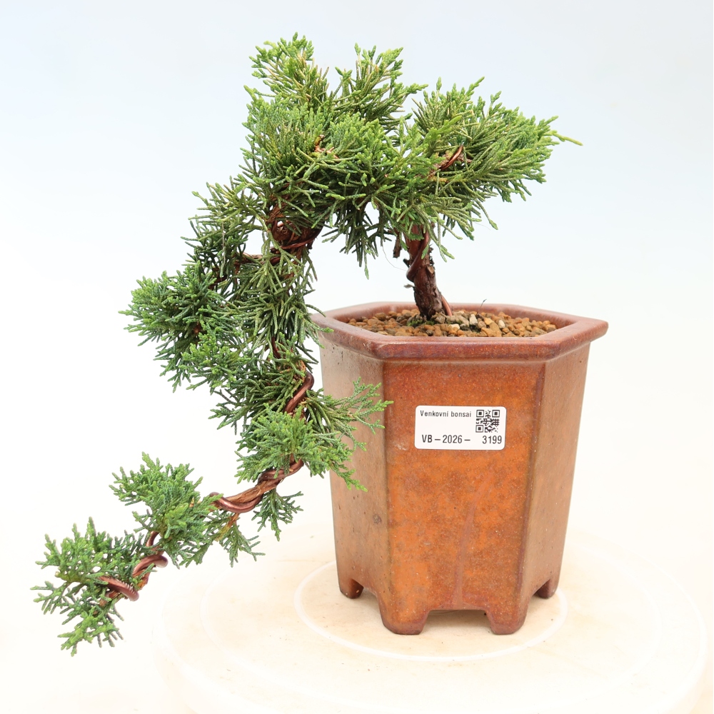 Venkovní bonsai - Juniperus chinensis Kishu -Jalovec čínský