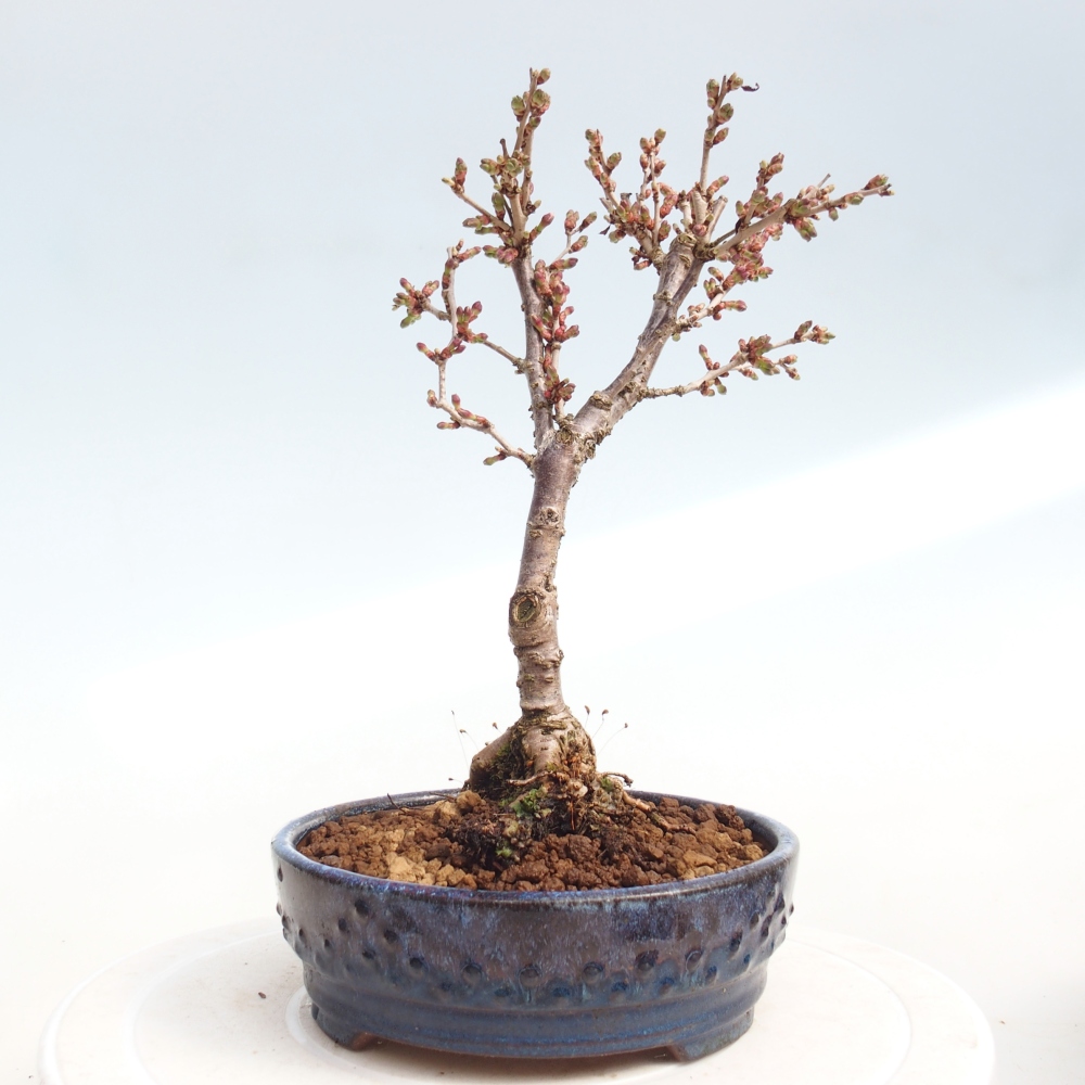 Venkovní bonsai - Prunus incisa Kojou-no mai-Slivoň vyříznutá