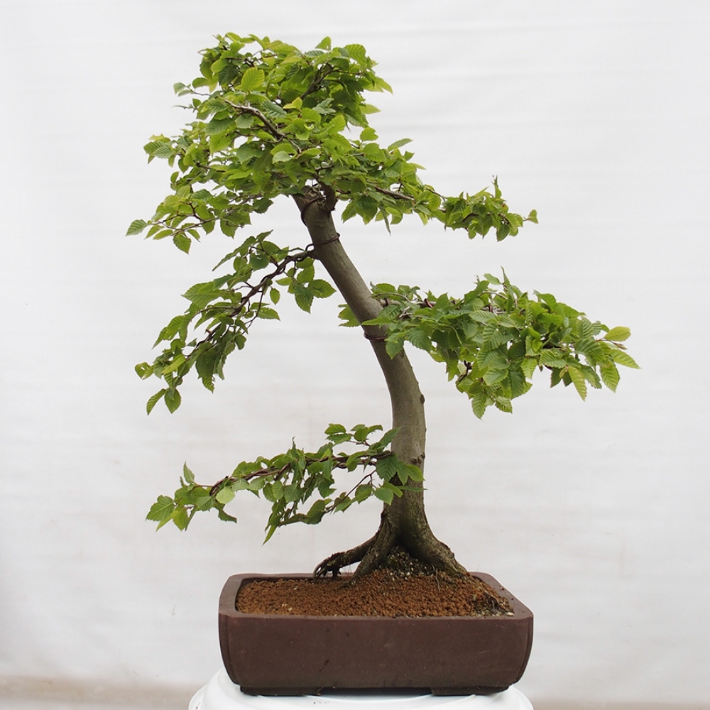 Venkovní bonsai - Habr obecný - Carpinus betulus