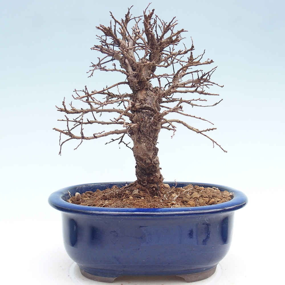 Venkovní bonsai - Zelkova - Zelkova NIRE