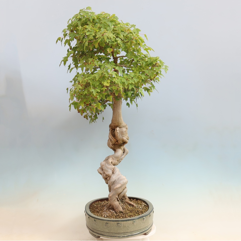 Venkovní bonsai - Acer Buergerianum - Javor Burgerův