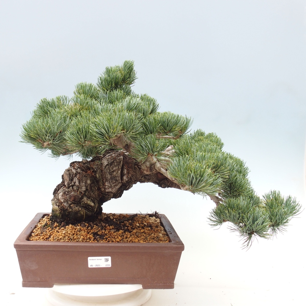 Venkovní bonsai - Pinus parviflora - Borovice drobnokvětá