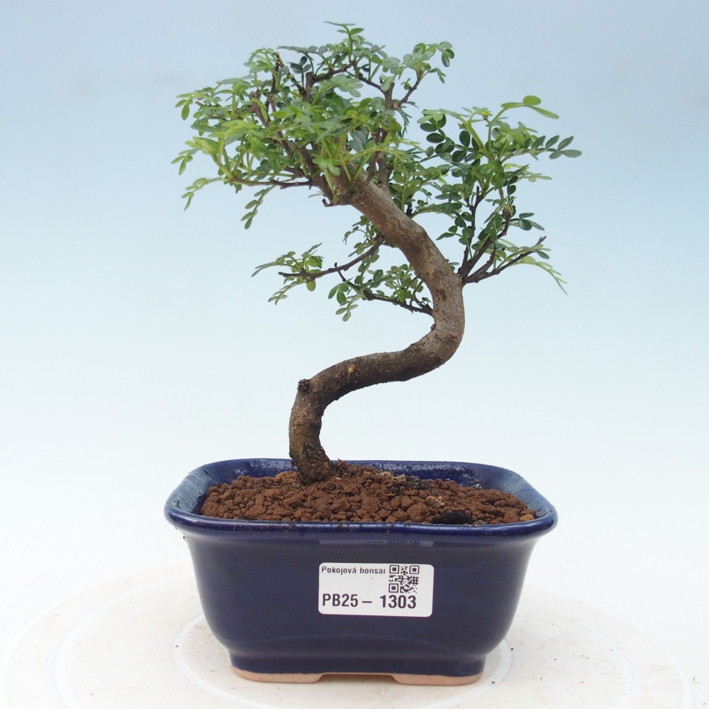 Pokojová bonsai - Zantoxylum piperitum - pepřovník