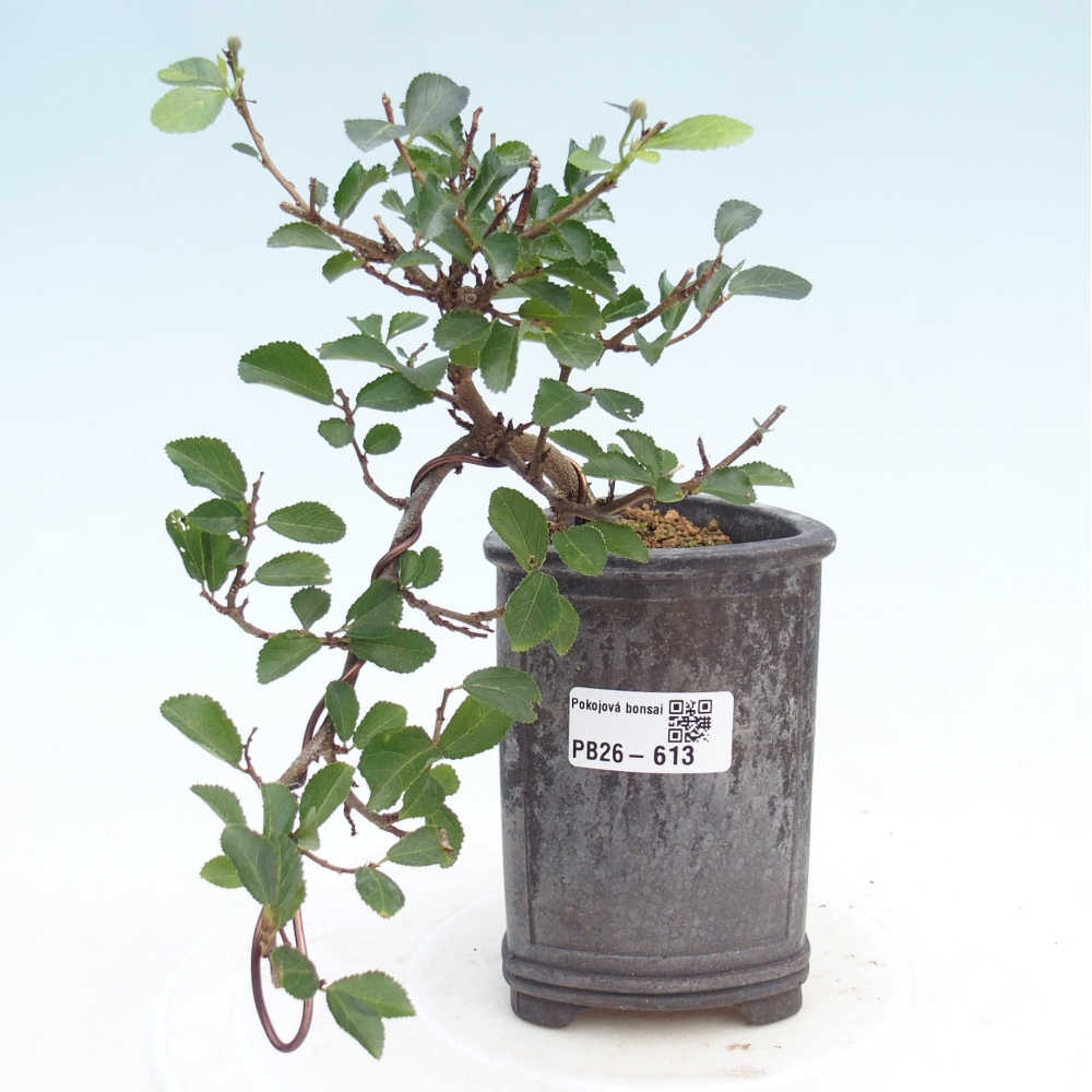 Pokojová bonsai - Grewia occidentalis - Hvězdice levandulová