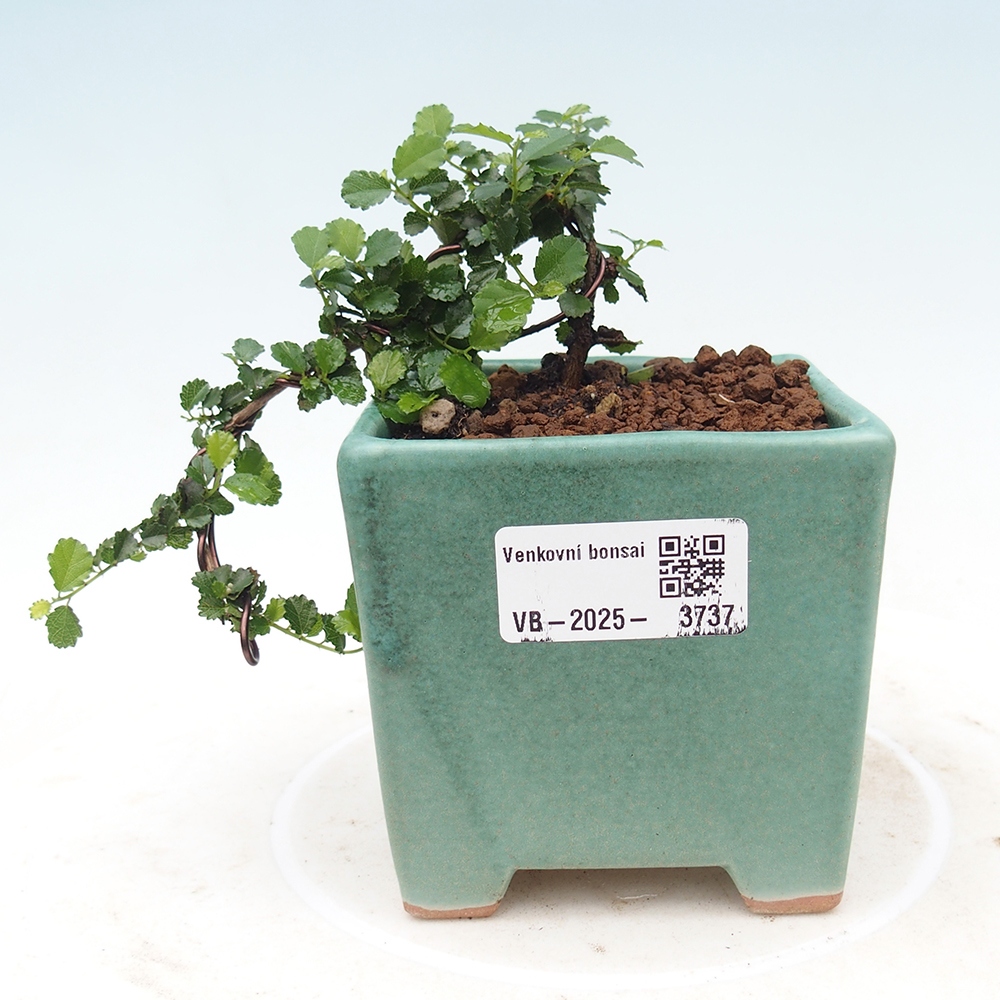 Pokojová bonsai - Grewia sp. - Grewie malolistá