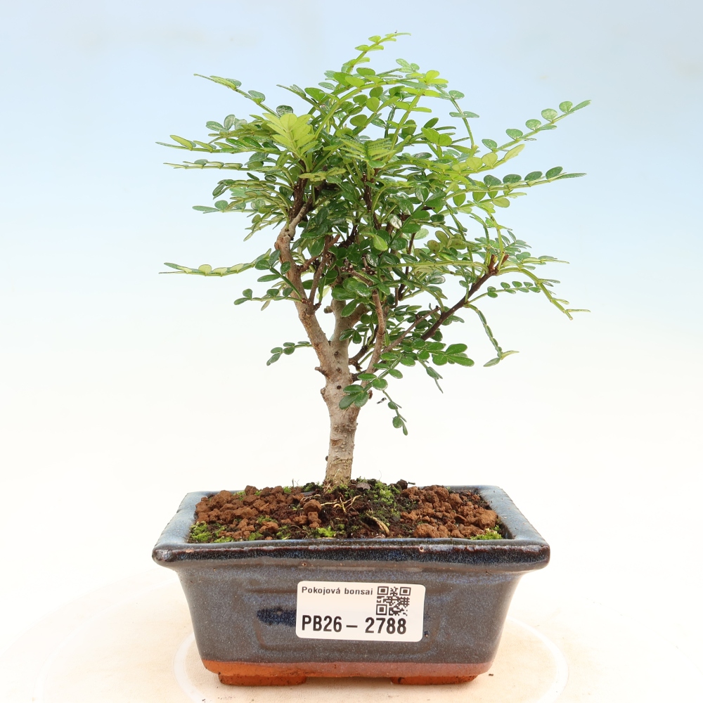 Pokojová bonsai - Zantoxylum piperitum - pepřovník