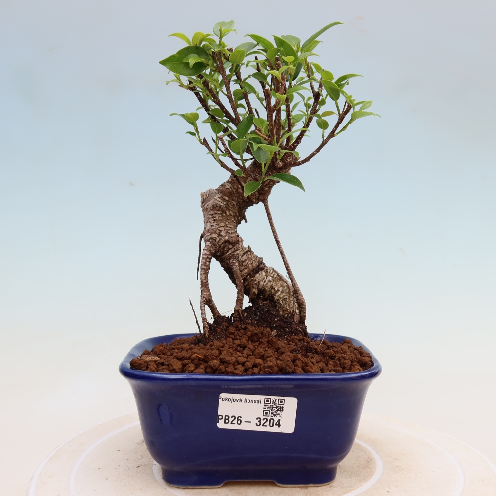 Pokojová bonsai - Ficus kimmen -  malolistý fíkus