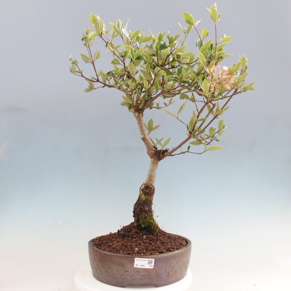 Venkovní bonsai-Kalina Bodnanská - Viburum carlesii hemsi 