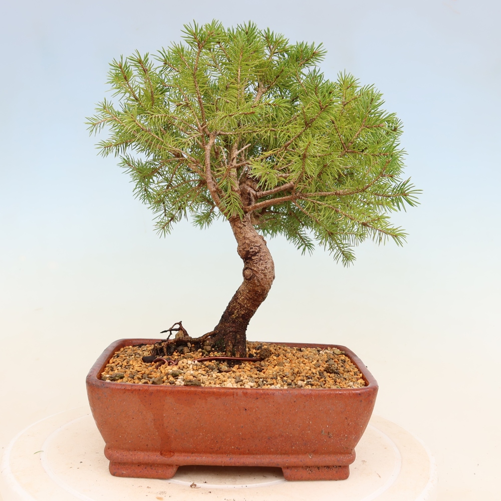 Venkovní bonsai- Smrk kulovitý - Picea glauca globe