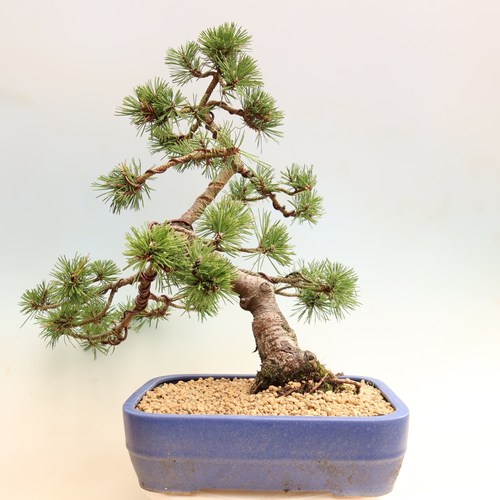 Venkovní bonsai - Pinus mugo Humpy  - Borovice kleč
