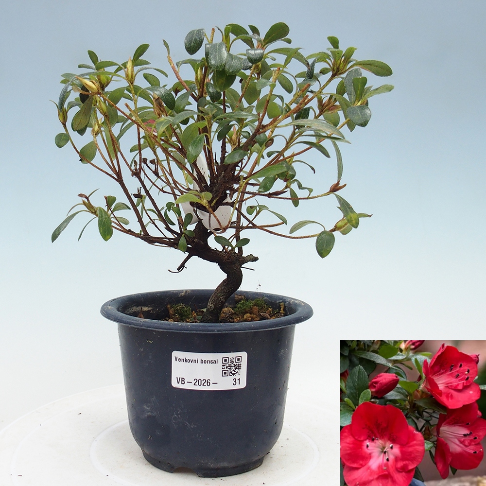Venkovní bonsai - Japonská azalka - Azalea Benibeni