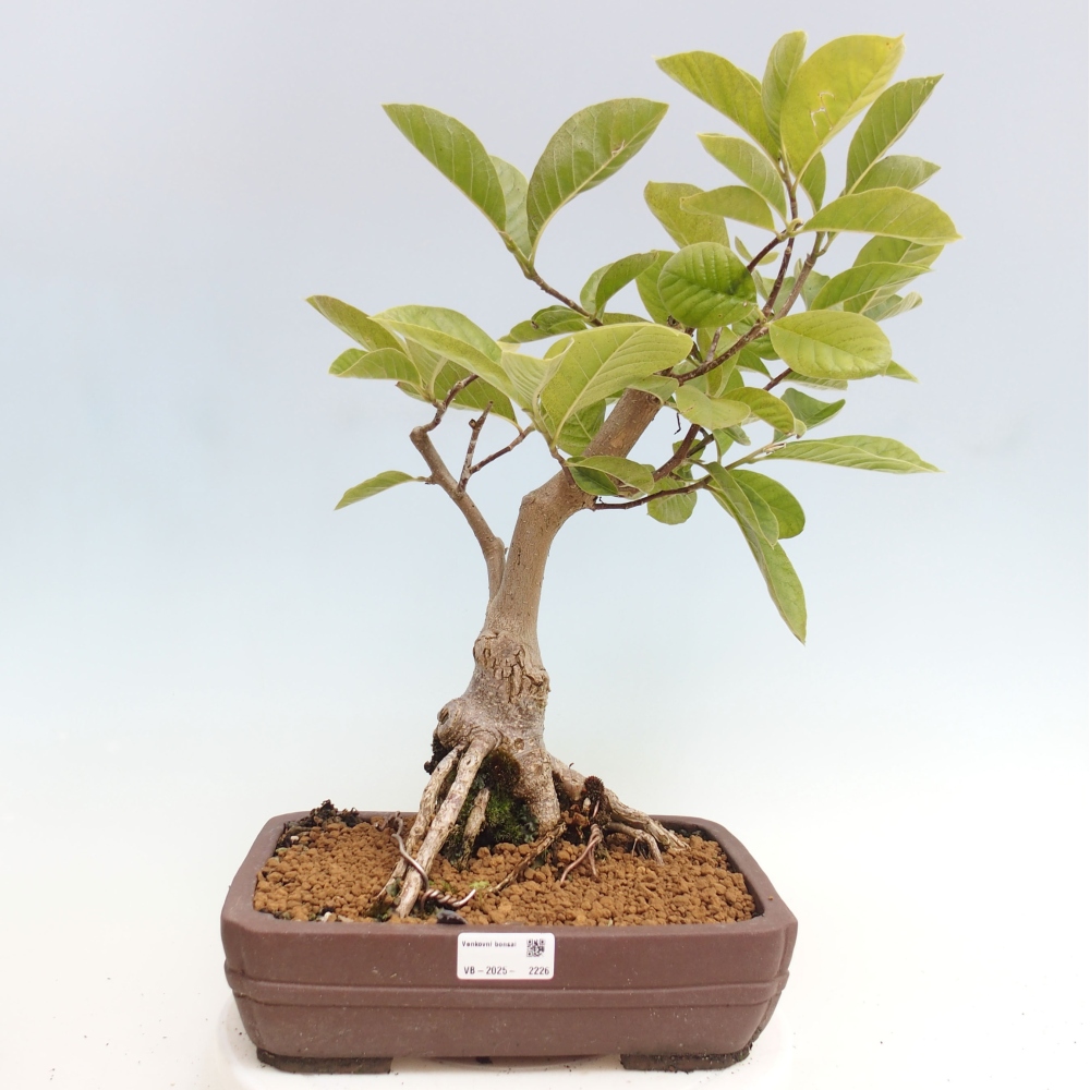 Venkovní bonsai - Magnolia Gold Star  -  Magnolie