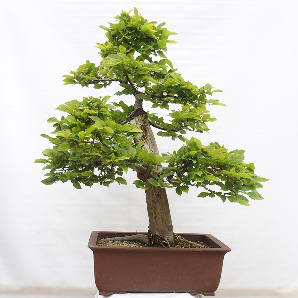 Venkovní bonsai - Habr obecný - Carpinus betulus