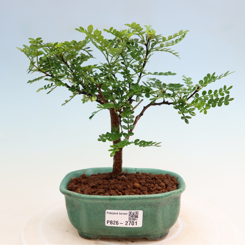 Pokojová bonsai - Zantoxylum piperitum - Pepřovník