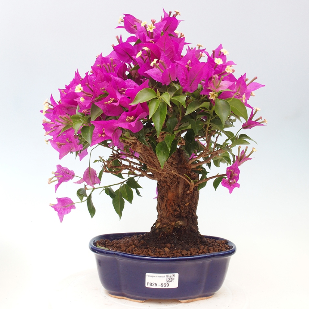 Pokojová bonsai - Bouganwilea