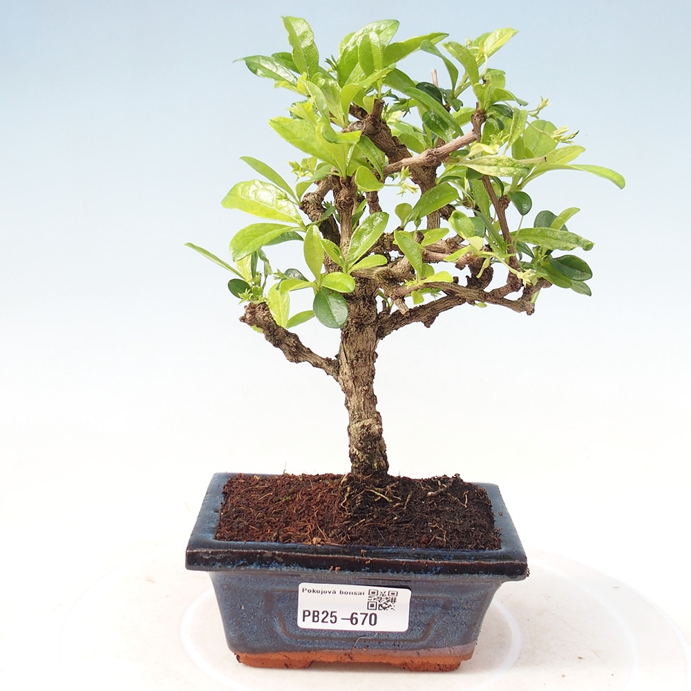 Pokojová bonsai - Carmona macrophylla - Čaj fuki