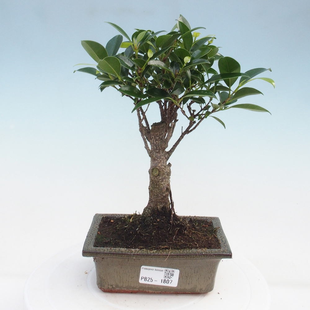 Pokojová bonsai - Ficus retusa -  malolistý fíkus
