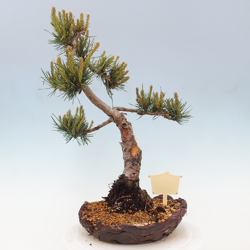 Venkovní bonsai - Pinus Sylvestris Watererri - Borovice lesní