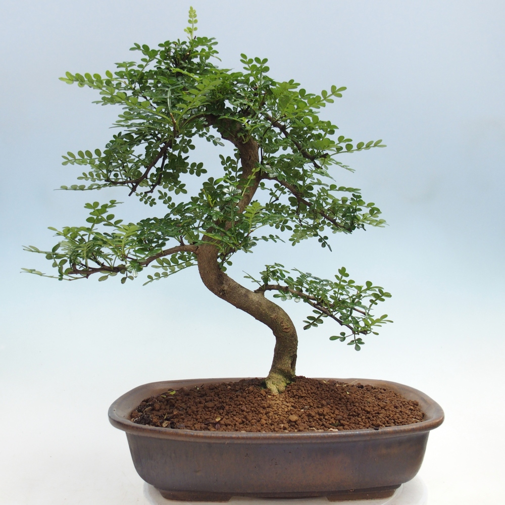 Pokojová bonsai - Zantoxylum piperitum - pepřovník