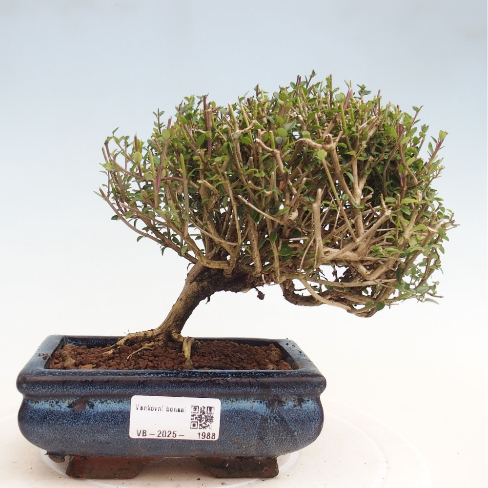 Venkovní bonsai-Lonicera nitida Twiggy -Zimolez