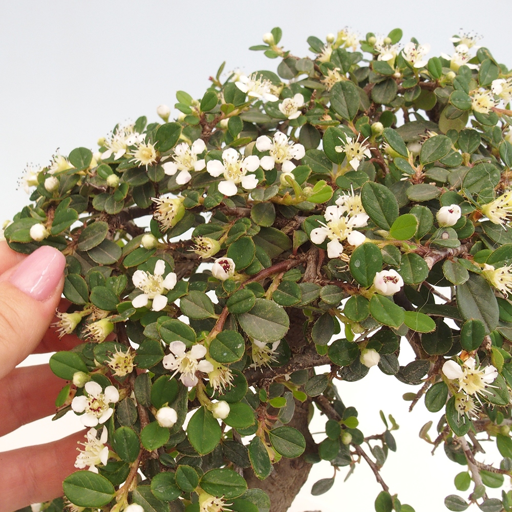 Venkovní bonsai-Cotoneaster dammeri - Skalník Damerův